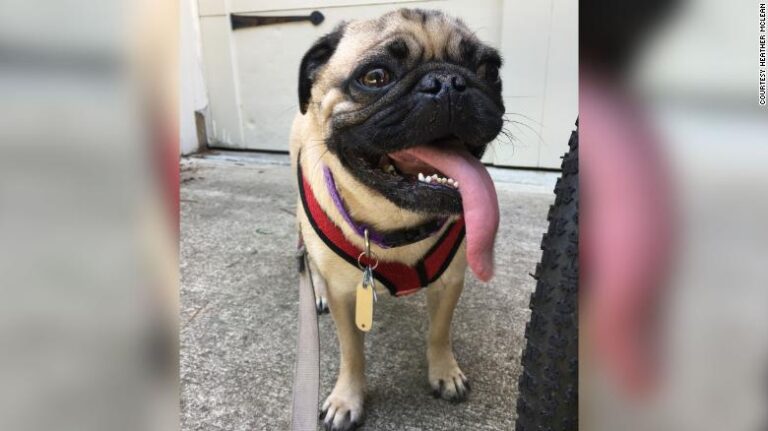 Dog tests positive for Covid-19 but have no fear just use precaution